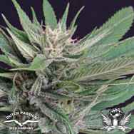 Dutch Passion Seeds Perplex